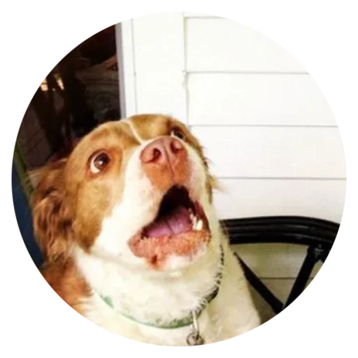😱 Стикер «Stupid Dogs» для Telegram