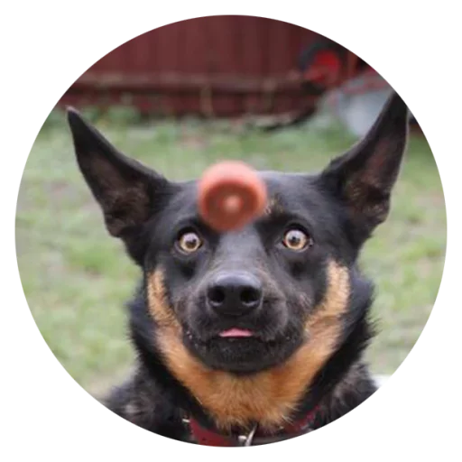 😐 Стикер «Stupid Dogs» для Telegram