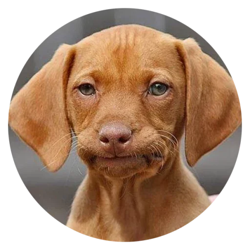 ☹ Стикер «Stupid Dogs» для Telegram