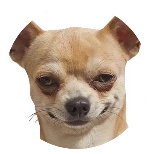 😏 Стикер «Stupid Dogs» для Telegram