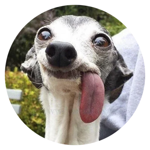 Стикерпак Stupid Dogs для Telegram