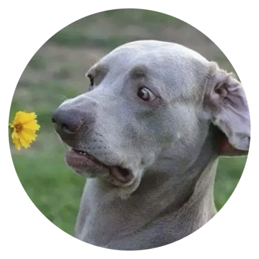 👀 Стикер «Stupid Dogs» для Telegram