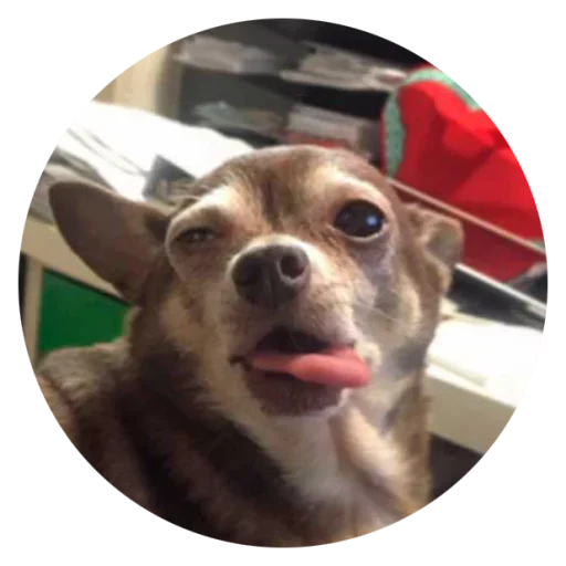 😝 Стикер «Stupid Dogs» для Telegram
