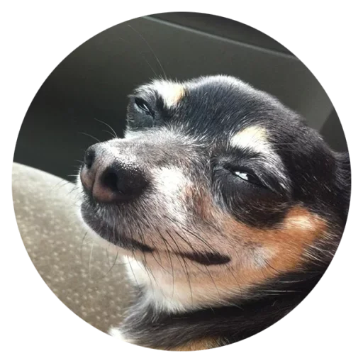 😏 Стикер «Stupid Dogs» для Telegram