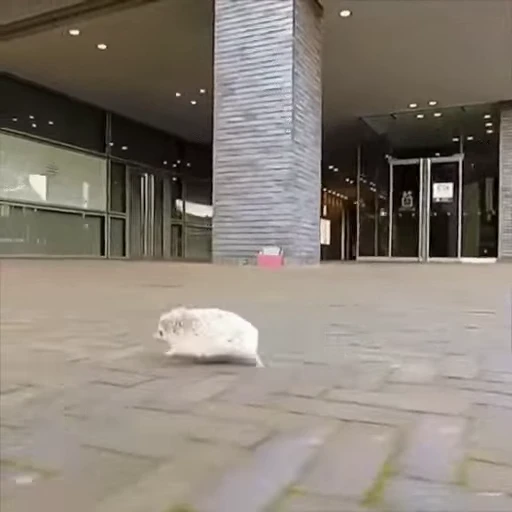 🏃 Стикер «Такие себе GIF» для Telegram