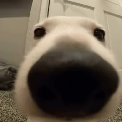 🐶 Стикер «Такие себе GIF» для Telegram
