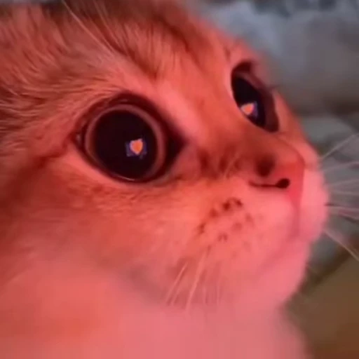 😳 Стикер «Такие себе GIF» для Telegram
