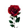 🌹 Эмодзи «Roses» для Telegram