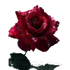 🌹 Эмодзи «Roses» для Telegram