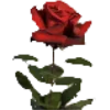 🌹 Эмодзи «Roses» для Telegram