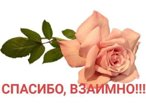 🩰 Стикер «suicidal kitty» для Telegram