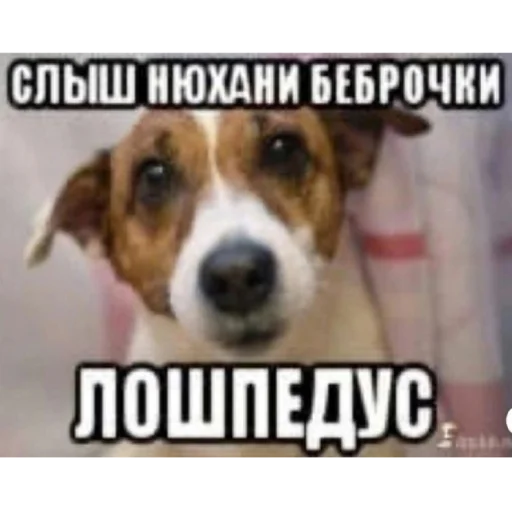 😉 Стикер «Suka Cringe» для Telegram