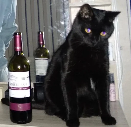 🍷 Стикер «Sukruma» для Telegram