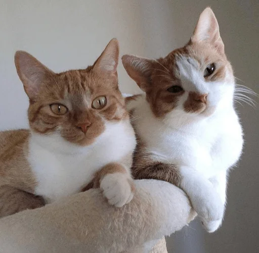 💗 Стикер «Sukruma» для Telegram