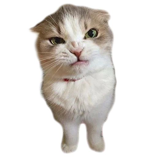 😡 Стикер «Sukruma» для Telegram