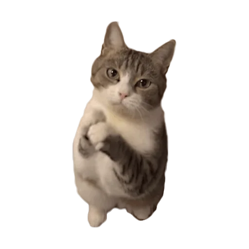 🙏 Стикер «Sukruma» для Telegram