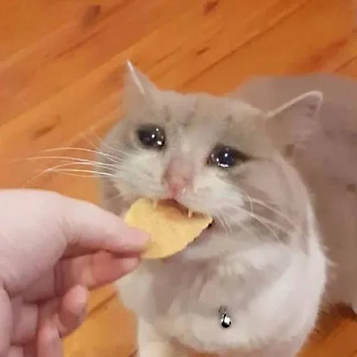 🍟 Стикер «Sukruma» для Telegram