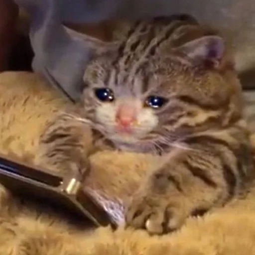 🥺 Стикер «Sukruma» для Telegram