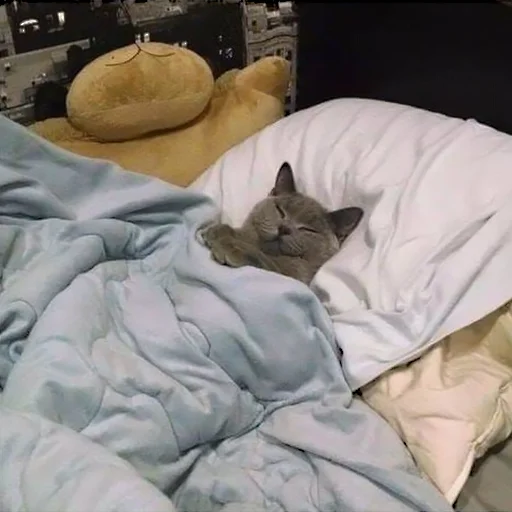 💤 Стикер «Sukruma» для Telegram