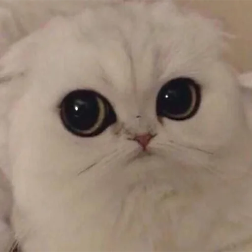 😑 Стикер «Sukruma» для Telegram