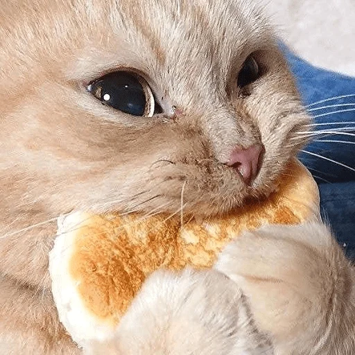 🥞 Стикер «Sukruma» для Telegram