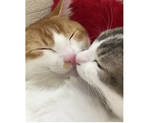 😘 Стикер «Sukruma» для Telegram