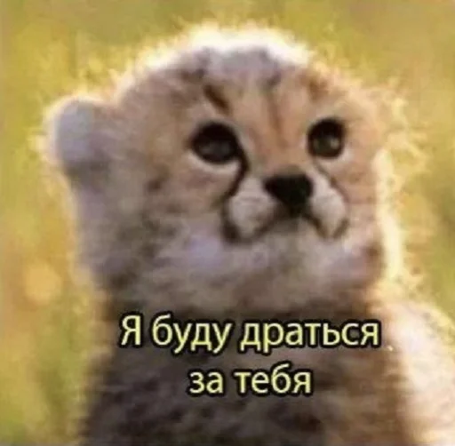 🥊 Стикер «Sukruma» для Telegram