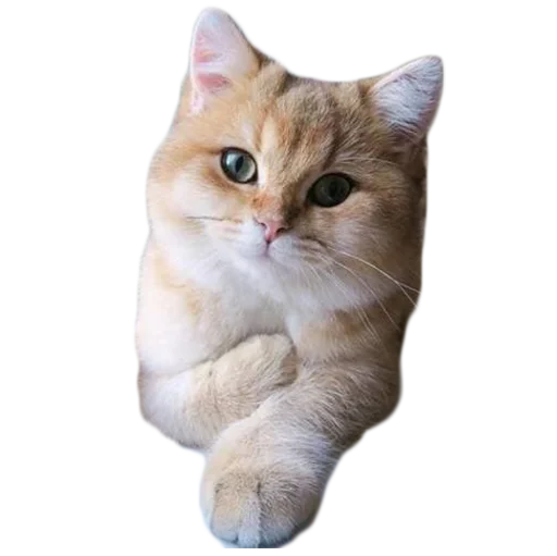 💖 Стикер «Sukruma» для Telegram