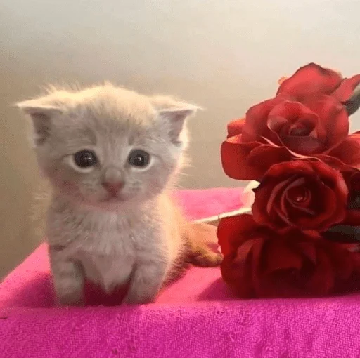 🌹 Стикер «Sukruma» для Telegram