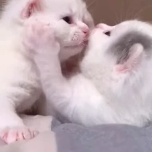 😘 Стикер «Sukrumotion» для Telegram