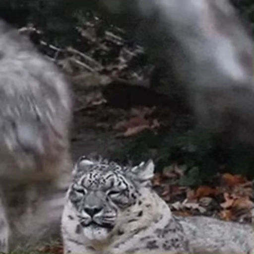 🐆 Стикер «Sukrumotion» для Telegram