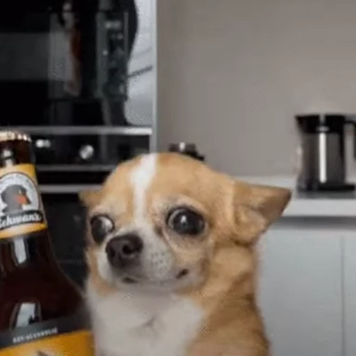 🍻 Стикер «Sukrumotion» для Telegram