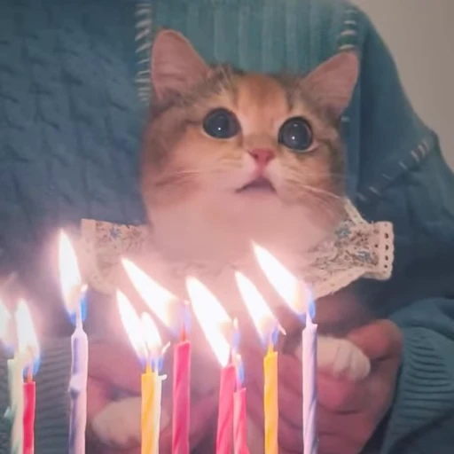 🍰 Стикер «Sukrumotion» для Telegram