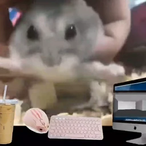 🐹 Стикер «Sukrumotion» для Telegram