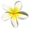 🌼 Эмодзи «summer aesthetica» для Telegram