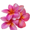 🌸 Эмодзи «summer aesthetica» для Telegram