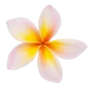 🌼 Эмодзи «summer aesthetica» для Telegram