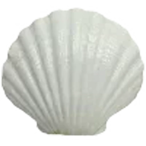🐚 Эмодзи «summer» для Telegram