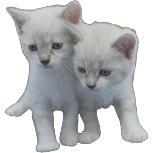 🐾 Стикер «super MEGAthrasher» для Telegram