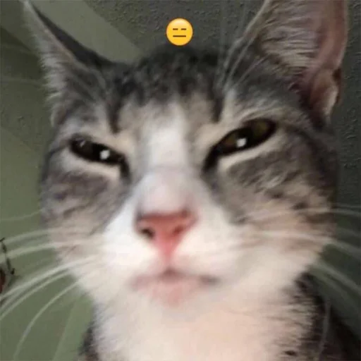 🤨 Стикер «Супер котики» для Telegram