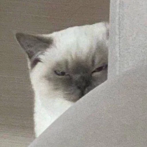 🤨 Стикер «Супер котики» для Telegram