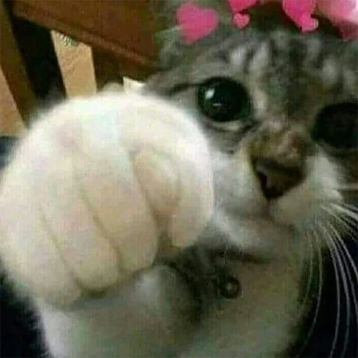 ❤️ Стикер «Супер котики» для Telegram