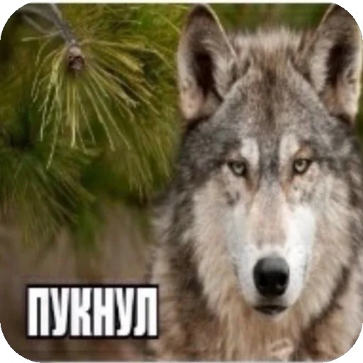 👍 Стикер «мега набор мемов» для Telegram