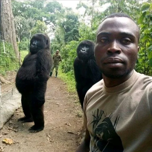 🦍 Стикер «мега набор мемов» для Telegram