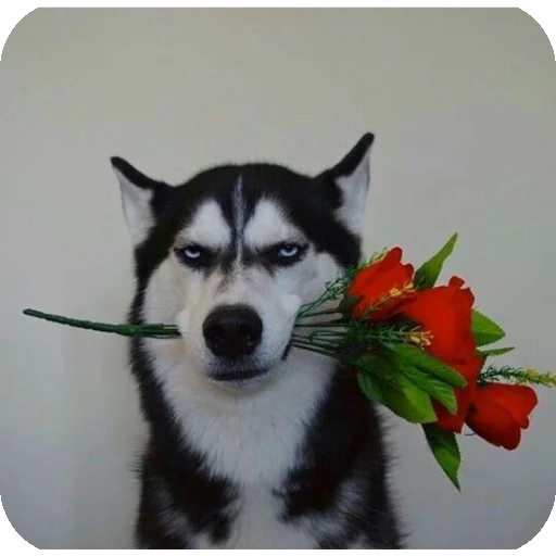 ❤ Стикер «мега набор мемов» для Telegram