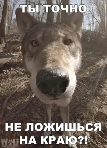 🐺 Стикер «мега набор мемов» для Telegram