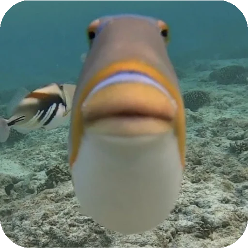 🐠 Стикер «мега набор мемов» для Telegram