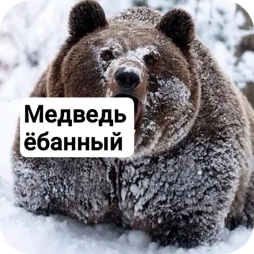 🐶 Стикер «Милое аниме» для Telegram