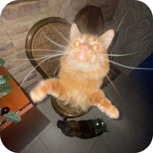 🐱 Стикер «Милое аниме» для Telegram