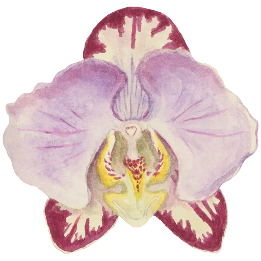 🌸 Стикер «Flowers» для Telegram